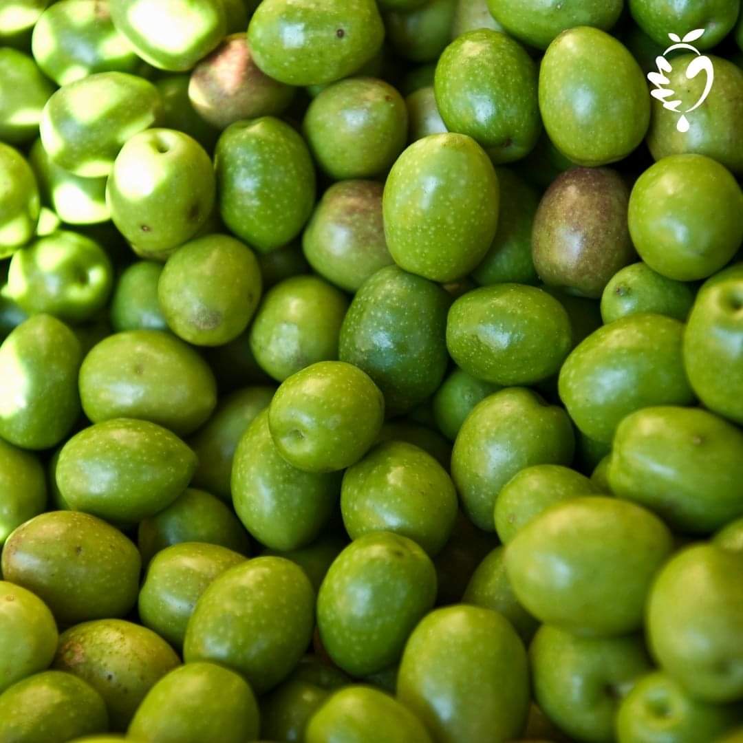 FB_IMG_1733136738891